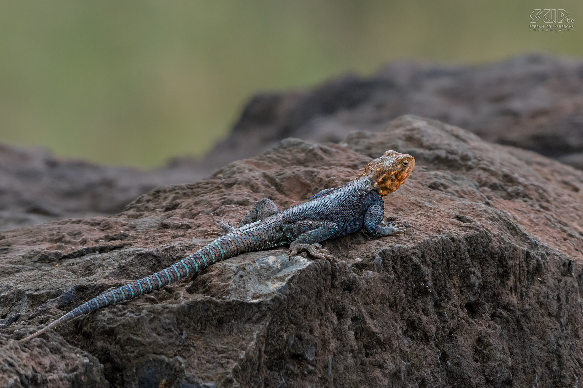 Nakuru NP - Kolonistenagame De kolonistenagame (Kenya rock agama / Agama agama) is een van de meest bont gekleurde agamen en ze leven vooral in kale rotsachtige omgevingen. Stefan Cruysberghs